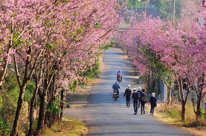 Mai anh đào nở rực rỡ tại dốc Đa Quý - Trại Mát ngày xuân. Ảnh: ST
