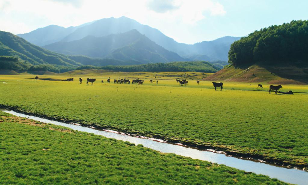Vào những ngày nước cạn, khu vực ven hồ trở nên rộng lớn, như một thảo nguyên bao la, êm ả. Ảnh: ST