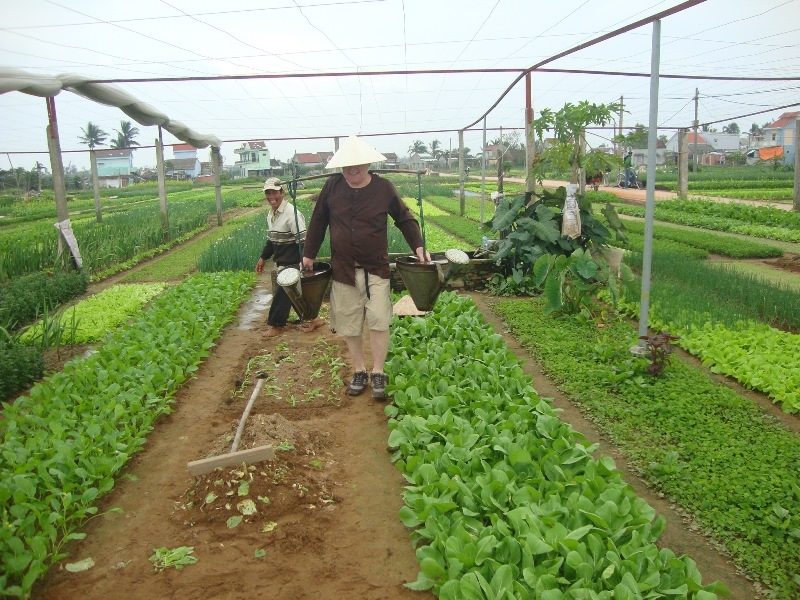 Làng rau Trà Quế. Ảnh: traquevegetablevillage