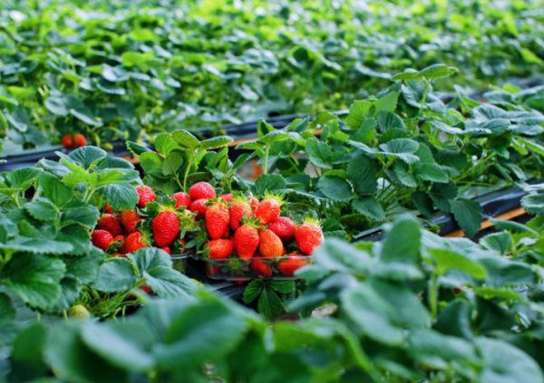 Dâu tây là một trong những thứ quả đặc sản của Đà Lạt. Ảnh: iHAY