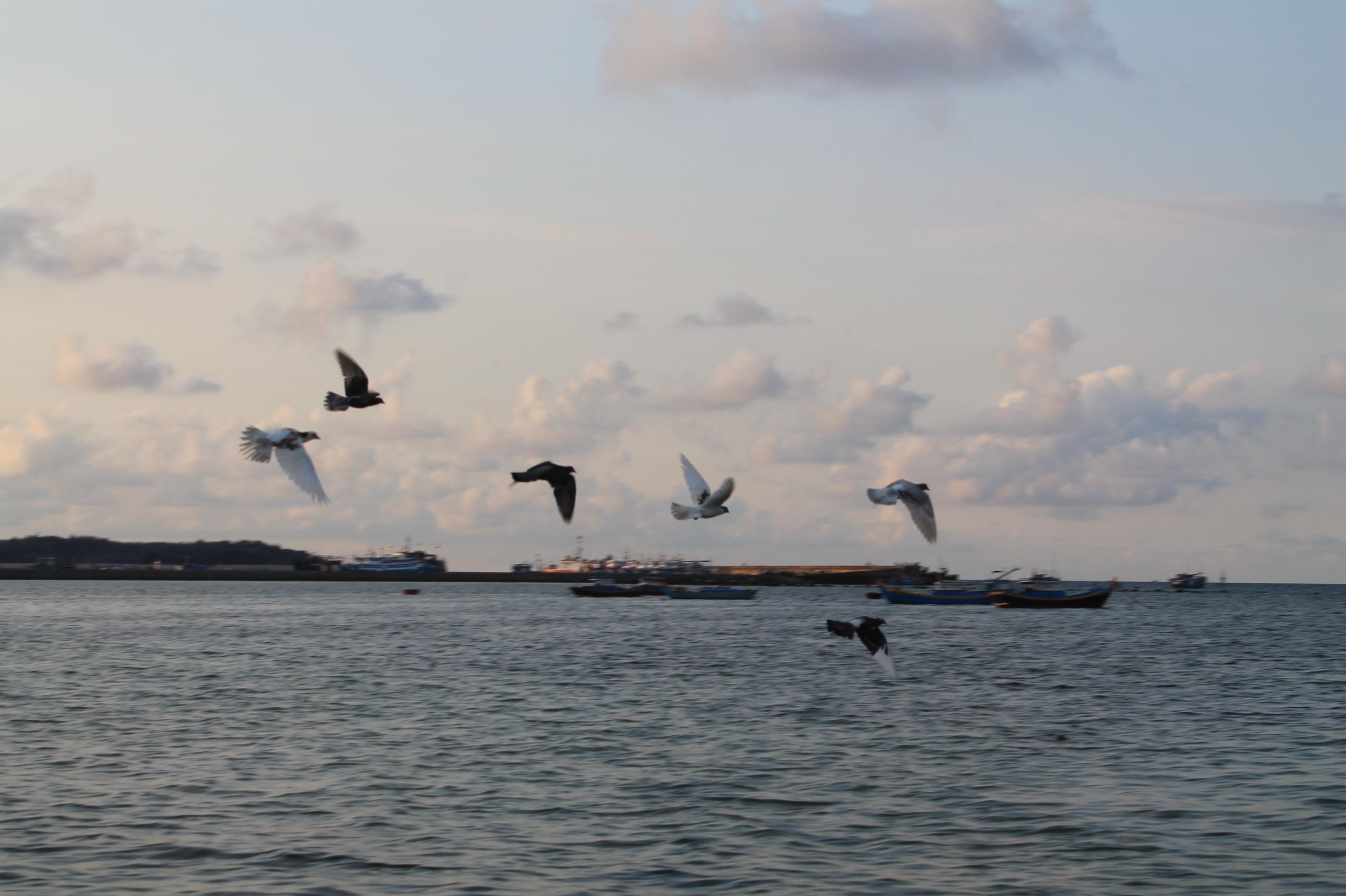 Đàn chim bồ câu bay trên biển. Ảnh: Khoa Trần