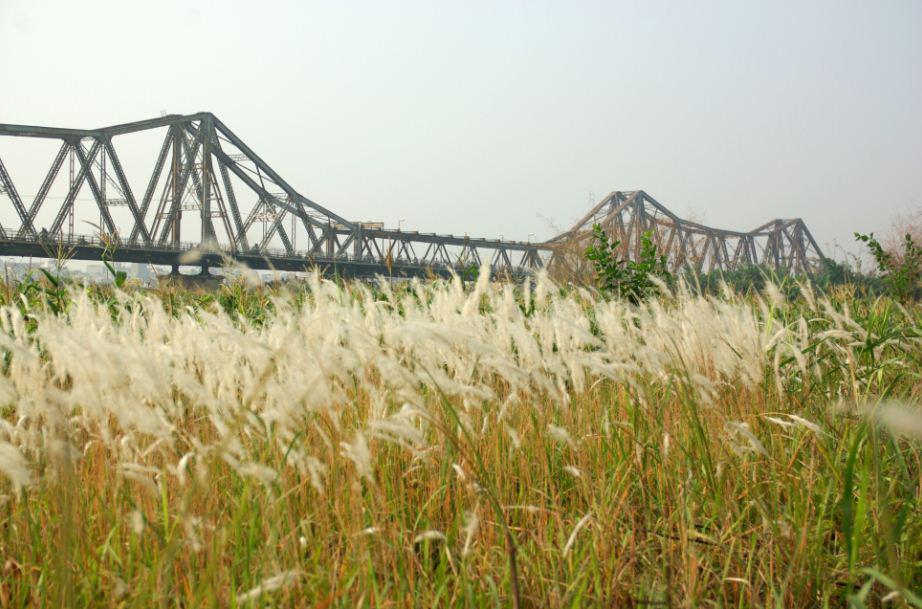 Cánh đồng hoa lau bên bãi đá sông Hồng.