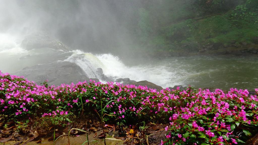 Đến thăm Dam B’ri vào những ngày cuối tháng 10, đầu tháng 11, du khách còn được dịp chiêm ngưỡng những dải hoa màu hồng khoe sắc rực rỡ.
