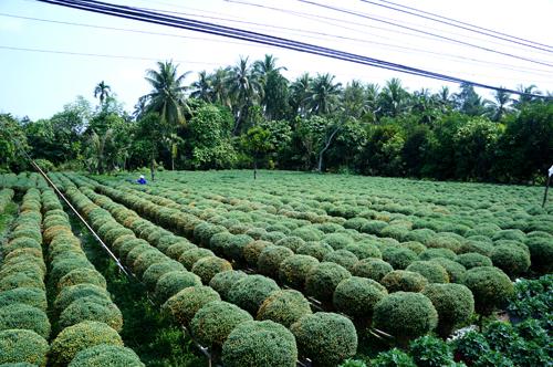 Thời điểm này, các vườn hoa ở chợ Lách đang ngập tràn trong sắc xuân rực rỡ.