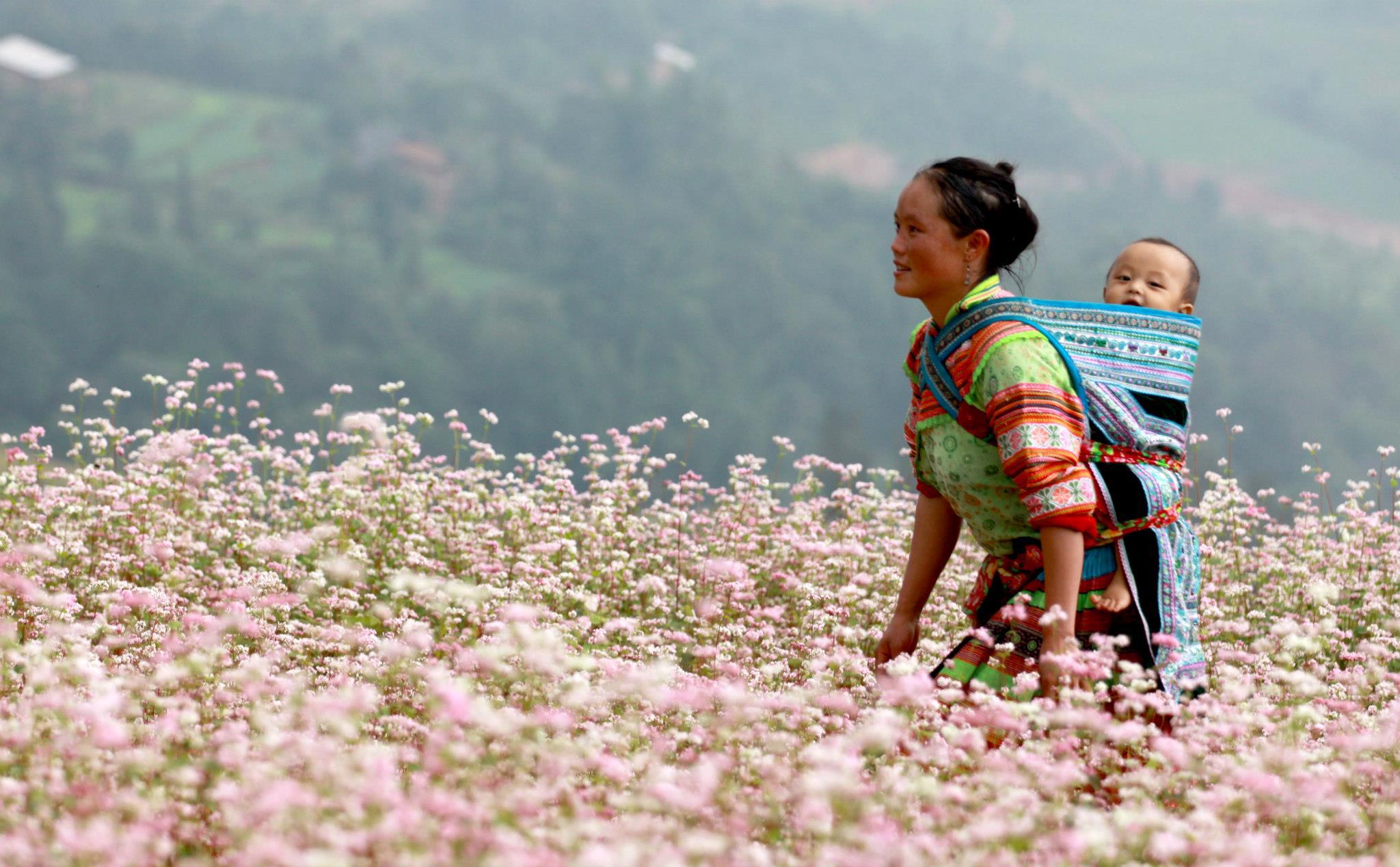 Cánh đồng hoa tam giác mạch. Ảnh: travel