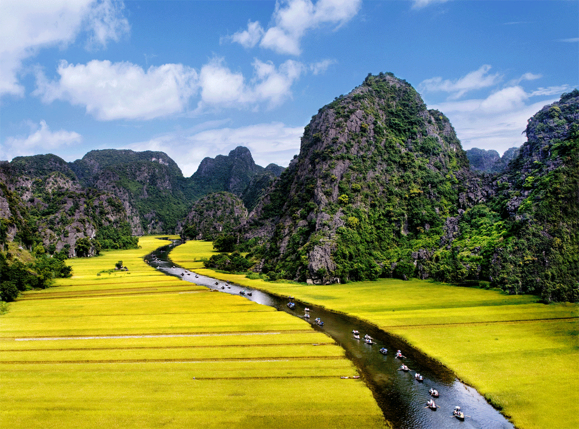 Tam Cốc mùa lúa chín. Ảnh: ST