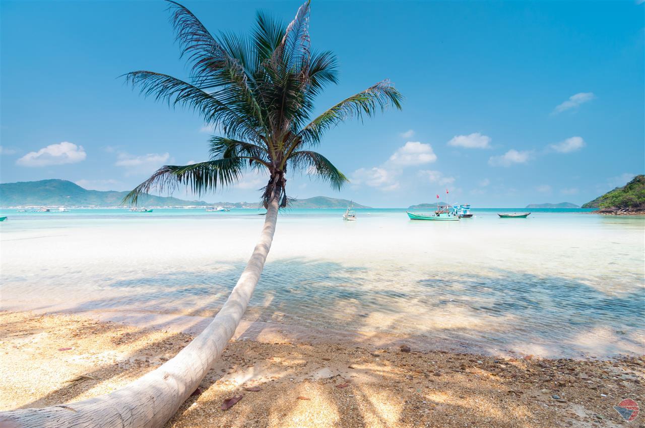 Cây dừa "huyền thoại" trên đảo Nam Du. Ảnh: phuquocsensetravel