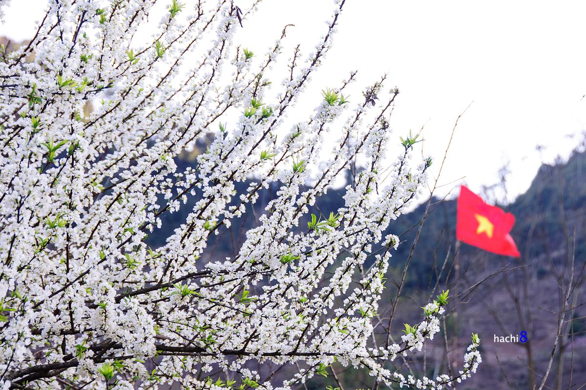 Mùa hoa mận. Ảnh: Hachi8
