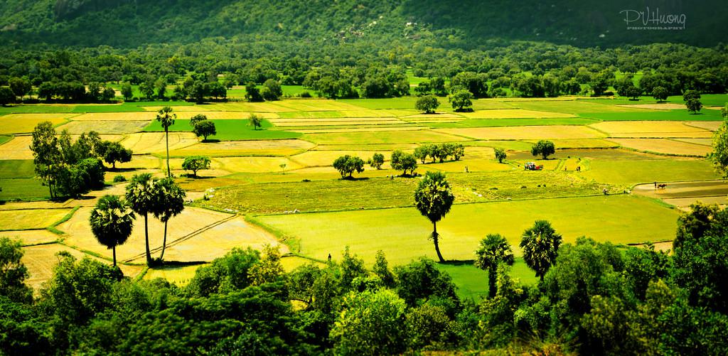 Cánh đồng Tà Pạ. Ảnh: PVHương