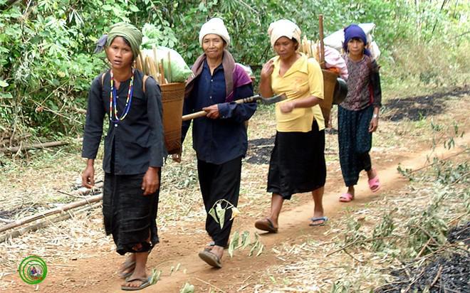 Lên rừng hái quả trong vườn Quốc gia Bù Gia Mập. Ảnh: Pmytrung/phượt.