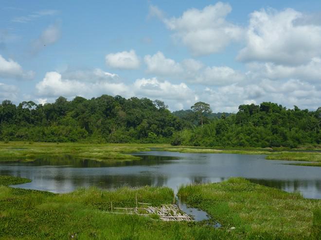 Đến Nam Cát Tiên, bạn nhớ ghé Bàu Sấu ngắm đàn cá sấu bơi lội đớp mồi. Ảnh: Phước Bình.