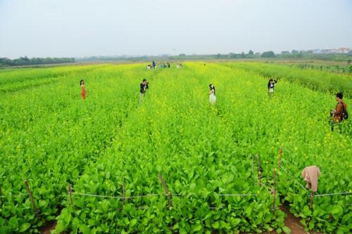 Tháng 12 là lúc phố phường Hà Nội tràn ngập những xe bán hàng rong chở đầy cúc họa mi, hoa cánh bướm, cúc vàng... Với nhiều bạn trẻ, đây là thời điểm thích hợp để có những bộ ảnh tuyệt đẹp với cả loài hoa dân dã như hoa cải vàng. Ảnh: trave5