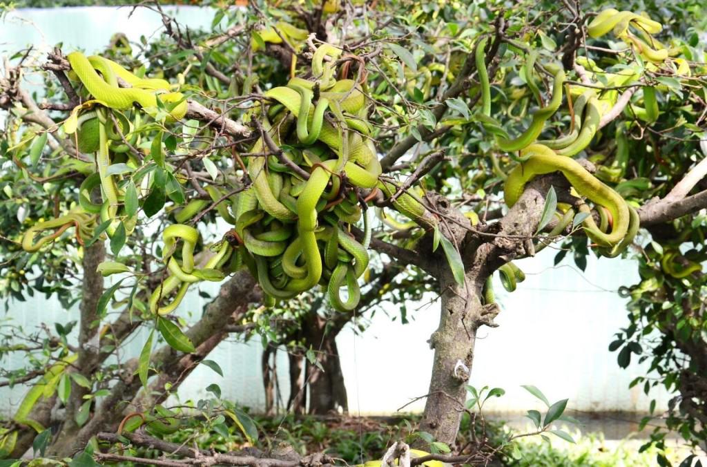 Trại rắn Đồng Tâm được xem là một trong những trại nuôi rắn lớn nhất Việt Nam. Ảnh: ST