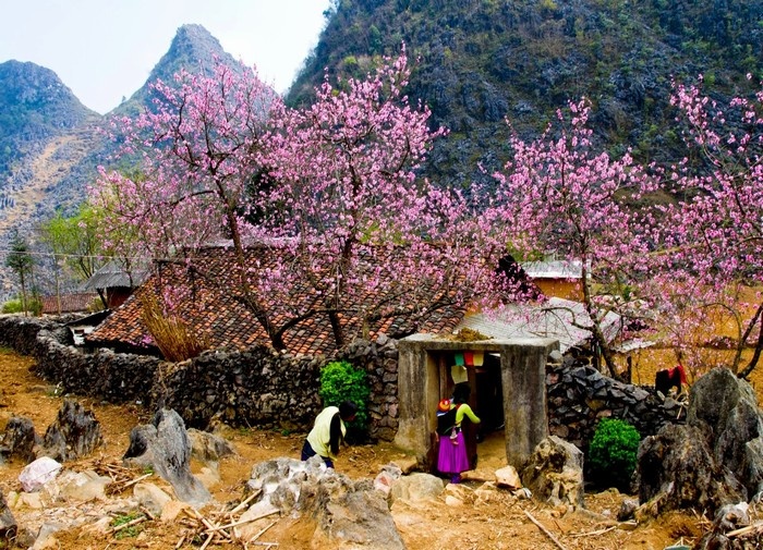 Khi xuân về, núi rừng Tây Bắc như khoác lên một chiếc áo mới, thơ mộng và trữ tình tựa như những bức tranh tuyệt đẹp khiến bao du khách phải say mê. Ảnh: ST