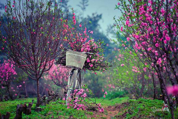 Hoa đào nở rực rỡ trong ngày Tết ở Hà Nội. Ảnh: Cao Anh Tuấn