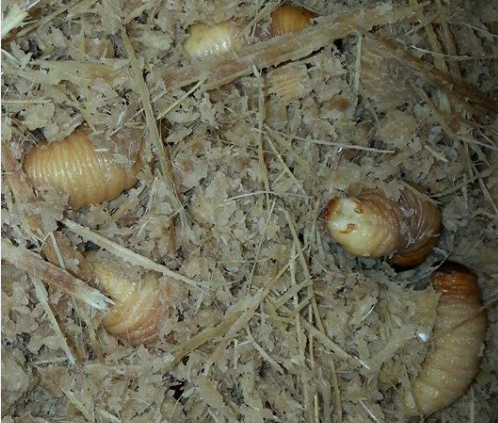 Các chủ quán thường nhập con đuông vừa mới bắt, chuyển bằng đường máy bay ra để giữ độ tươi ngon. Ảnh: Nhà hàng Phương Nam.