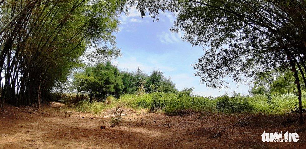 Tre uốn cong tạo hình - Ảnh: LÊ TRUNG