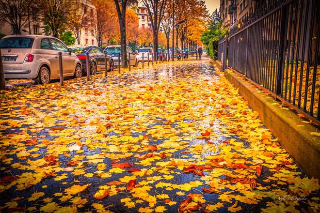 Mùa thu Paris, kinh đô thời trang thế giới khoác lên mình chiếc áo hai màu vàng, đỏ làm say lòng người. Những hàng cây phong đỏ lung linh trong nắng vàng ruộm khiến bạn như lạc vào khu vườn cổ tích với sắc màu thiên nhiên quyến rũ. Ảnh: Inspirationfeed.