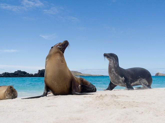 Quan sát rùa biển khổng lồ và sư tử biển ở quần đảo Galapagos.