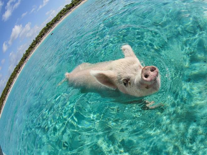 Bơi cùng những chú lợn đáng yêu ở Exuma, Bahamas.