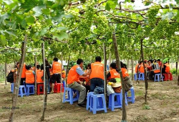 Thưởng thức những bữa ngon, nhâm nhi ly rượu vang cùng với món tráng miệng nho tươi ngay tại vườn là một trải nghiệm tuyệt vời. Ảnh: Trường Khoa