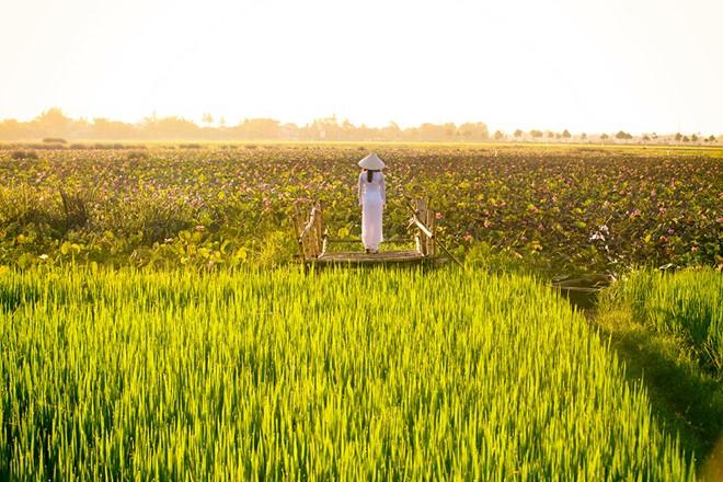 Bức ảnh được chụp vào lúc 5 giờ sáng phía trước một đầm sen.