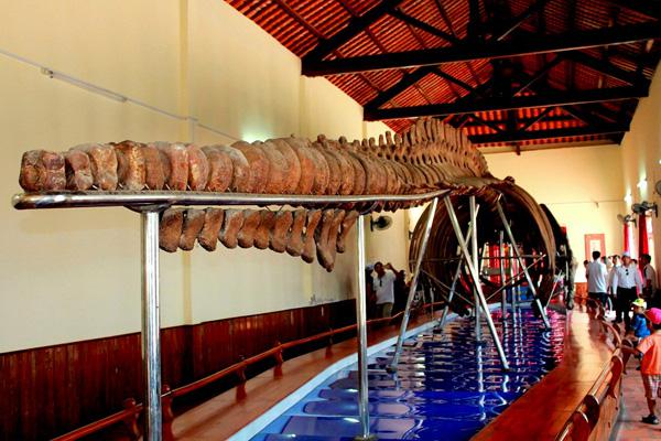 Đến Dinh Vạn Thủy Tú để tìm hiểu về lăng cá Ông.