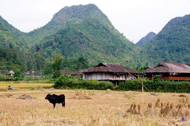 Đến Bắc Sơn những ngày mùa sẽ dễ thấy những chú bò được cột lại bằng cần trục tre buộc một hòn đá nặng. Nó giúp bò không đi lạc phá hoại những chỗ chưa thu hoạch và cũng không dẫm phải dây.