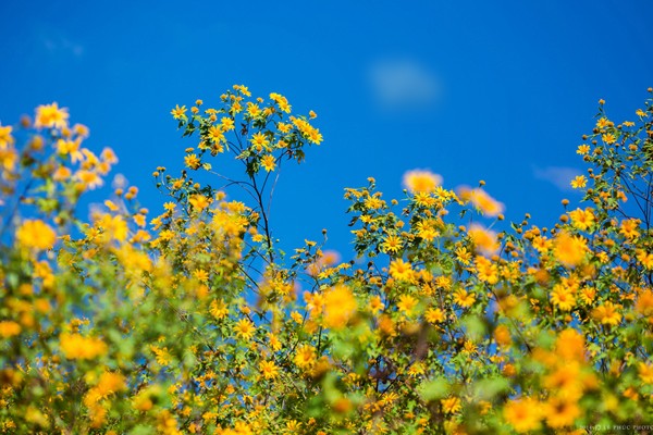 Mùa hoa dã quỳ Đà Lạt khoe sắc quyến rũ bước chân phượt thủ. Ảnh: Phucphoto.