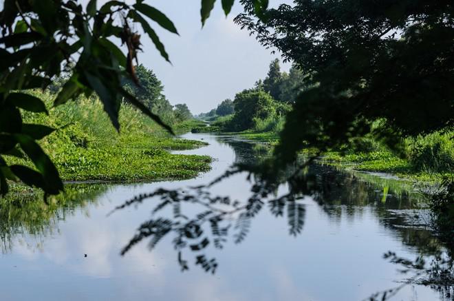 Con kênh đen ngập bèo.