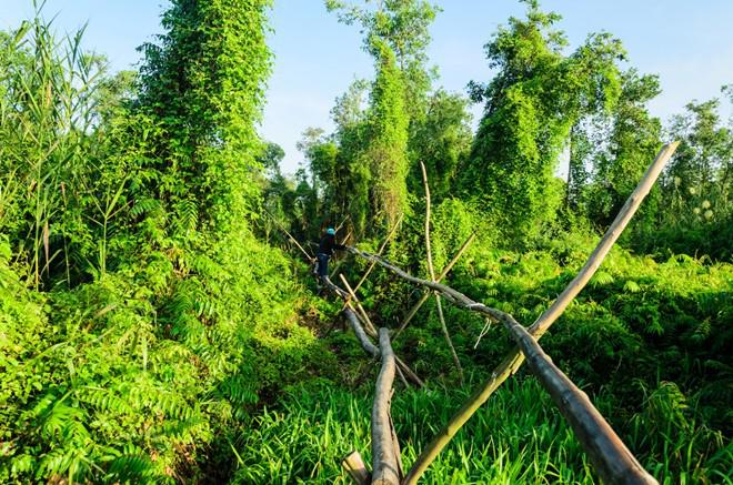 Trảng Chim được mệnh danh là vương quốc chim, nơi quy tụ hơn trăm loài, trong đó có nhiều loài nằm trong danh sách bị đe dọa toàn cầu. Đường đi là những cầu dựng từ một thân cây tràm - cầu khỉ, một món "đặc sản" của miền Tây Nam Bộ.