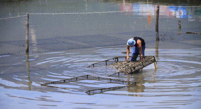 Người dân bắt nghêu trên đầm Lập An - Ảnh: Lê Hồng Thái