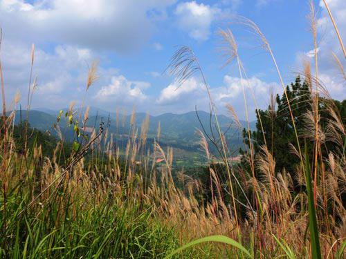 Rừng cỏ lau trên đường lên đỉnh Bidoup