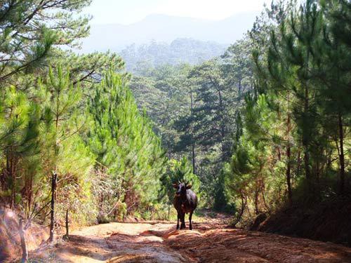 Những chú bò ngơ ngác giữa rừng thông