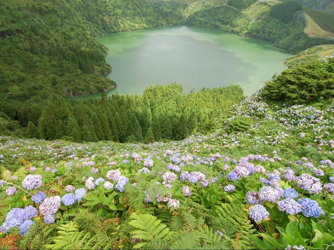 Đảo Flores nằm ở cực Tây của quần đảo Azores ngoài khơi Bồ Đào Nha có rất nhiều loài hoa đẹp nở quanh năm. Ngoài ra, đảo còn có các suối nước nóng tự nhiên và vũng cạnh biển cho du khách thỏa sức bơi lội.
