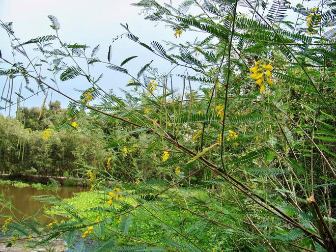 Dĩ nhiên là không thiếu những cây điên điển. Chúng dùng để ăn như rau sống, hoặc nấu canh.