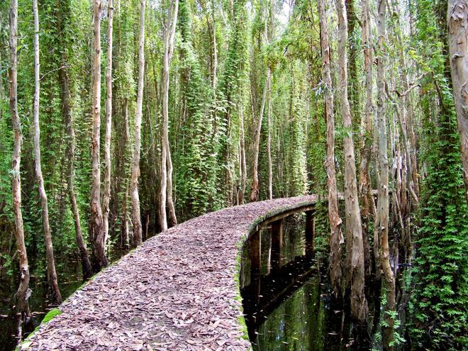 Vào mùa khô, lá tràm rụng đầy trên con đường bê tông này. Đi trong rừng tràm, chỉ có tiếng lá khua xào xạc và tiếng sột soạt của bàn chân đạp trên lá khô. Lòng du khách cảm thấy yên bình đến lạ.