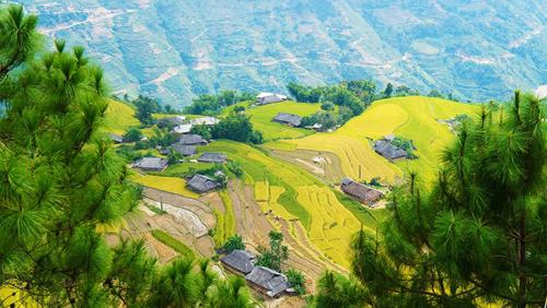 Mùa vàng ở Hoàng Su Phì.