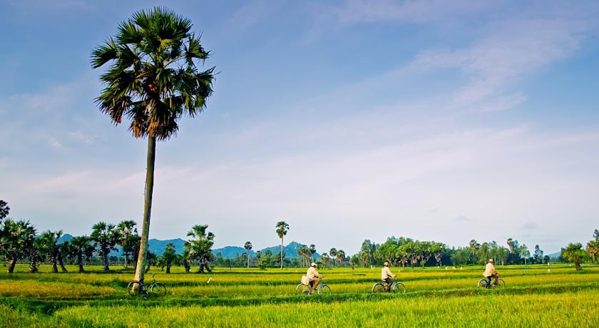 Cánh đồng lúa trồng xen kẽ với những hàng cây thốt nốt là những hình ảnh chỉ có ở An Giang. Ảnh: victoriahotels.asia