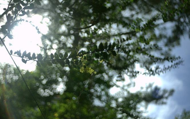 Mimosa trong ngày đông lạnh - Ảnh: Trân Duy