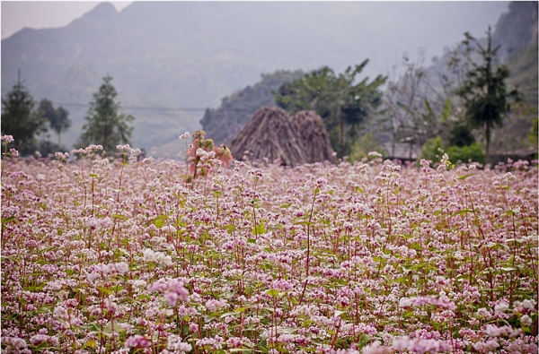 Một Hà Giang đẹp như tranh vẽ, nếu không biết, có nhiều người còn ngỡ đang lạc vào một thành phố châu Âu cổ kính. (Ảnh: Internet)