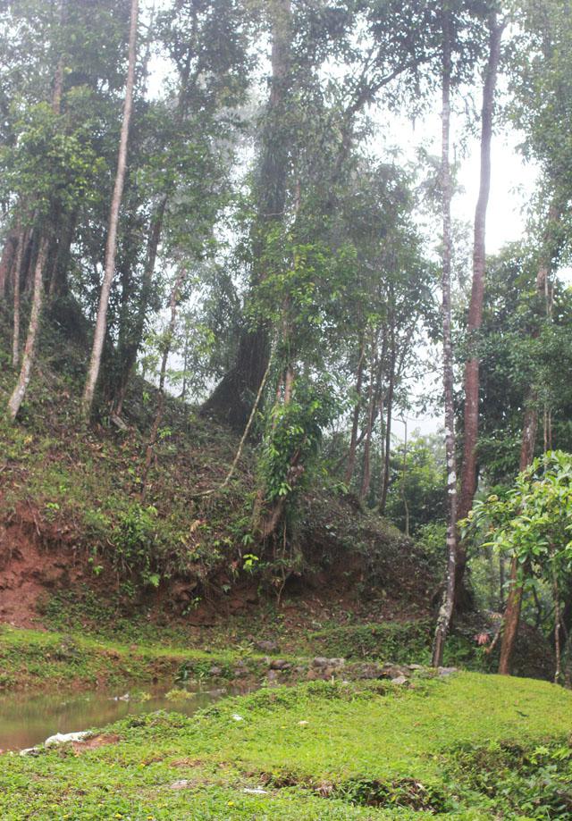 Khu rừng nguyên sinh rợp bóng cổ thụ.