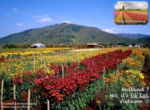 Hà Lan à? Không, Đà Lạt!