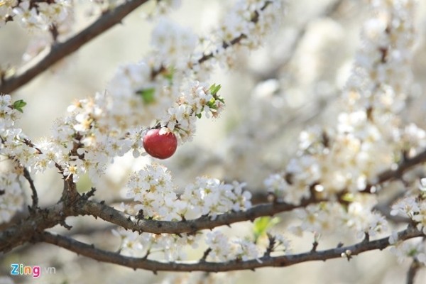 Mộc Châu: Không gian văn hóa Tây Bắc cùng những cung đường uốn lượn, những dải chè bát ngát, đàn bò sữa gặm cỏ... sẽ giúp bạn hòa mình vào thiên nhiên, thư giãn. Ảnh: Lê Hiếu.