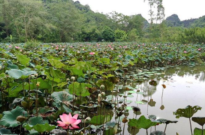 Hai bên nhà là những đầm sen tỏa hương ngan ngát - Ảnh: Băng Giang