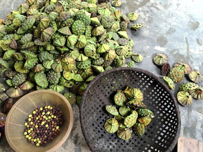 Bóc hạt sen tươi để nấu chè - Ảnh: Thái Anh