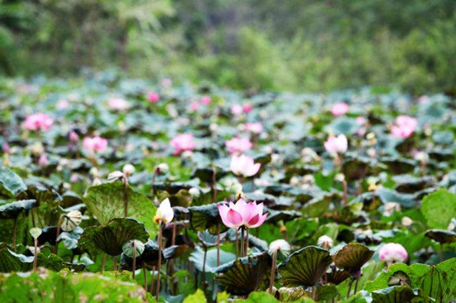 Vẻ đẹp sen chùa Hương - Ảnh: Băng Giang