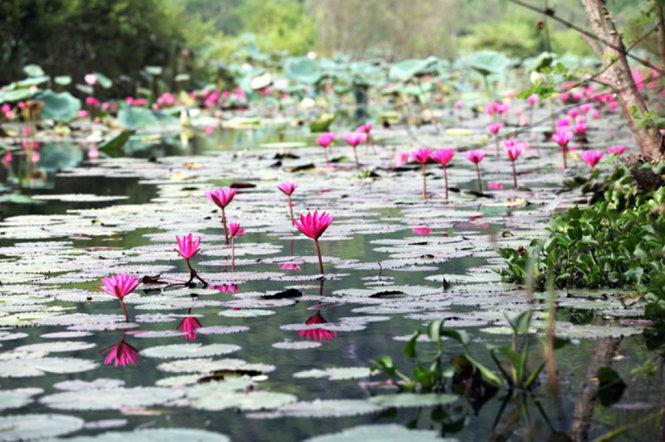 Vẻ đẹp của hoa súng - Ảnh: Băng Giang