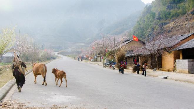 Mùa xuân đến, các bản làng ở miền cao nguyên đá được tô điểm thêm bởi những cây đào nở hoa rực rỡ. Thung lũng Sủng Là cũng đẹp hơn với hàng đào thắm khoe sắc trong nắng.