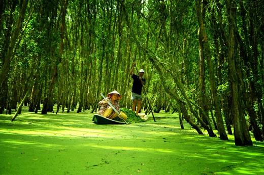 Một ngày nắng đẹp như tuyệt vời hơn khi được ngồi ghe nhỏ lướt nhẹ trên mặt nước phủ kín những lá bèo li ti, xanh tươi, ngắm rừng tràm bủa vây bốn bề, đâu đó có tiếng chim hót ríu rít. (Nguồn: Internet)